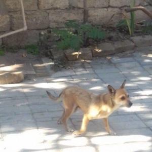 1 yaw 7 ayliqidi 2 defe bala verib.40 azn son qiym