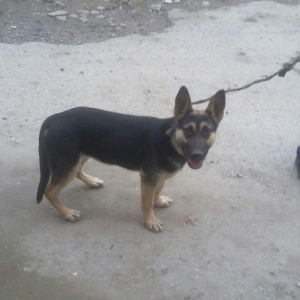 4ayliq  diwi avcarka satalir temiz nemkadi atasi m