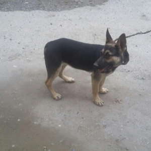 4ayliq  diwi avcarka satalir temiz nemkadi atasi mendedi gelib baxa bi