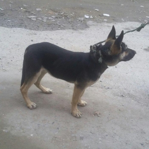 4ayliq  diwi avcarka satalir temiz nemkadi atasi mendedi gelib baxa bi