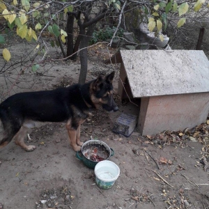 Temiz nemeski afcalkadir erkekdir bu ayin iynesi vurulmalidir 1yas 6 a