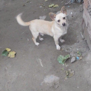 erkey diwi zvanok erkey 40azn diwi 50azn qiymet so