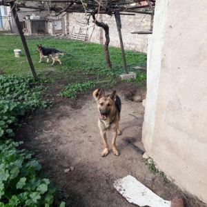 Salam tecili satilir xarice gedirem ona gore bala 