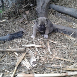 salam atasi kangal anasi coban iti super kucuklerd