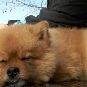 Pomeranskiy Şpits 2 yaş yarim. erkek, saqlam ,insanla oynamaqi seven v