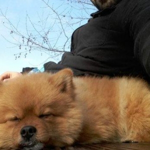 Pomeranskiy Şpits 2 yaş yarim. erkek, saqlam ,insanla oynamaqi seven v