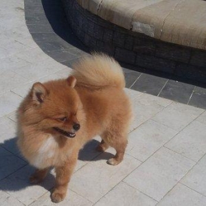 Pomeranskiy Şpits 2 yaş yarim. erkek, saqlam ,insanla oynamaqi seven v