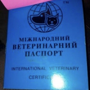 Tecili  ÇOX UCUZ QİYMETE 3 aylıq mini york sat�