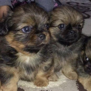 2aylıg pekınes balaları sAtılır 2 erkey 2 dıwıdı tam saglamdılar. Qıym