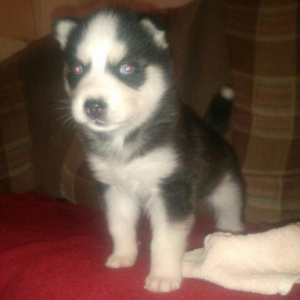 -Haski baLası 25 günlüydü dişidi ciddi aLıcılar müraciət edə biLər