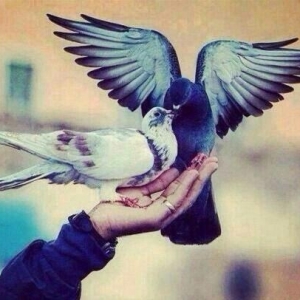 Salam. dostlar. goyercin ve heyrati toyuqla zvanok