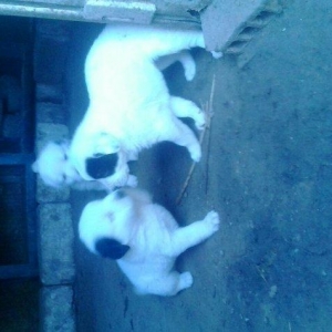 продаеться щенок породы алабай одного месаца отроду. родословный!!  це