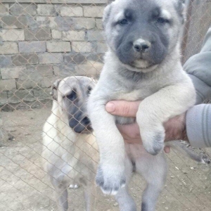 safgan sivas kangali balalari. 35 gunluk. Ana va ata  hayatimdadir.