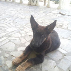 2 aylıq ovçarka evropa satılır. tək baladi.  