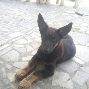 2 aylıq ovçarka evropa satılır. tək baladi.  qurd dərmanı verilib iynə