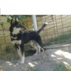 7 ayliq afcarkadi 120 manata satiram veya barter e