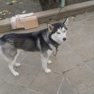 husky satilir 1yas 3 ayliqdi temiz qandi tam saglamdi peyvendleri vuru
