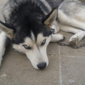 husky satilir 1yas 3 ayliqdi temiz qandi tam saglamdi peyvendleri vuru