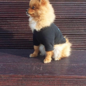 Pomiranskiy shpids ucuz satilir paltarlari ve yemek qabi ve bashqa aks