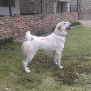 Cute vurmax temiz qan alabay axtariram. Itin 2 yawi var. Elave