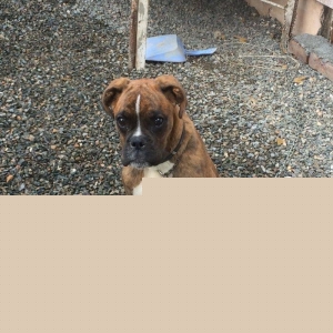 Disi boxer dog yeddi ayliqdi iki aylqnan mendedo i
