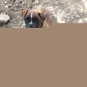 Disi boxer dog yeddi ayliqdi iki aylqnan mendedo iyneleri vurlub qurd