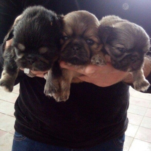 temiz natura pikenes balalari satilir erkekde var diside arginal balal