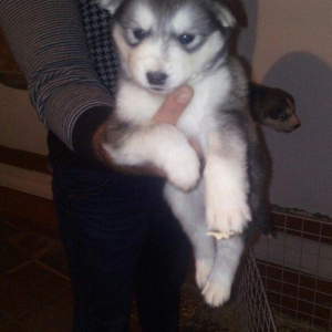 temiz naturalni gozleri goy xaski balasi satilir tam saglam baladir is