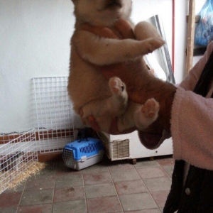 temiz naturalni gozleri goy xaski balasi satilir tam saglam baladir is