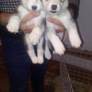 temiz naturalni gozleri goy xaski balasi satilir tam saglam baladir is