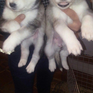 temiz naturalni gozleri goy xaski balasi satilir tam saglam baladir is