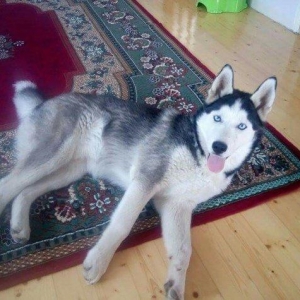 husky tecili satilir isime gore baxa bilmirəm