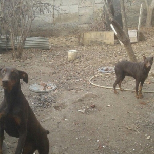 6 aylıq doberman balasi satilir ve ya notebookla barter olunur. Hemen