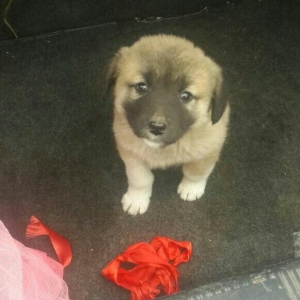 satlir cinsi kan kal barter yoxdu erkeydi 35 gunliydi fikri ciddi olan