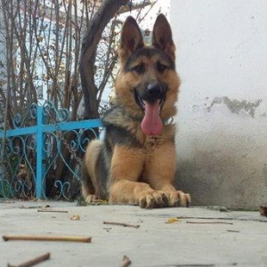 Dişi Nemeski afcarka satılır təcili iynələri vurulub qurd dərmanı veri