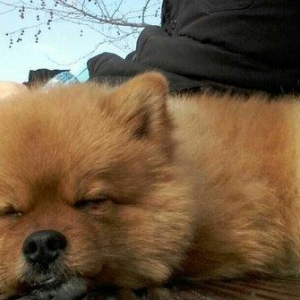 pomiranskiy shpids ucuz satilir paltarlari ve yeme