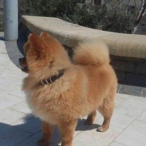 pomiranskiy shpids ucuz satilir paltarlari ve yemek qabi ve bashqa aks