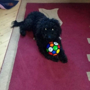 ev  itidi  hersey  yeyir  pasporuda  var  parodasl  pudil  1 yasl deka