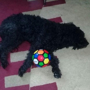 ev  itidi  hersey  yeyir  pasporuda  var  parodasl  pudil  1 yasl deka