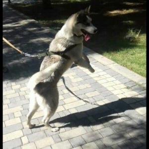 hasqi balalari 3 hefteden sora satiwda olacaq Inwallah.wekildeki hasqi