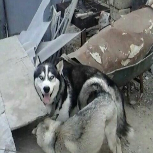 hasqi balalari 3 hefteden sora satiwda olacaq Inwallah.wekildeki hasqi