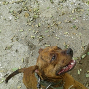 cox temuz qandi  nesli temizdi pidbuldu 1yas 2 ayi