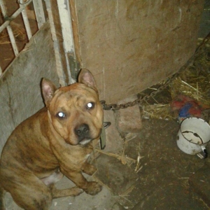 cox temuz qandi  nesli temizdi pidbuldu 1yas 2 ayi olmayib hele disi b