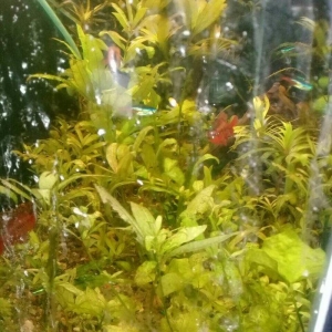 AKVARIUM 200 MAN 42 aksesuar canli bitgi her weyi var