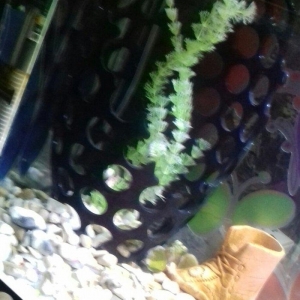 akvarium 8 mm wuweden icinde her weyi var 26 eded baliqdi su filteri h