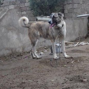 Temiz sort coban iti 1yas 3ayliqdi qanciqdi.Cox agilli itdi ..Iwle