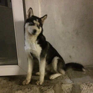 Salam temiz qan huski satılır dişidi 4 ay yarımdı iyne dermanları