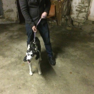 Salam temiz qan huski satılır dişidi 4 ay yarımdı iyne dermanları