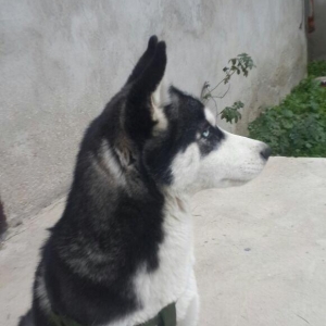 Salam temiz qan huski satılır dişidi 4 ay yarımdı iyne dermanları