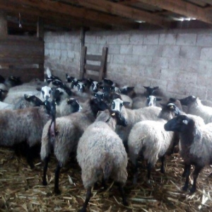 kanadadan gelen yeni partiromanav koyunlarımız gelmişdiralıcı olan a